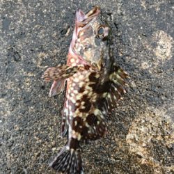 メバダート1インチ赤ラメ アジチョンヘッド。