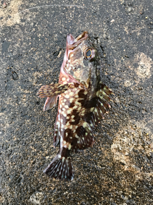 メバダート1インチ赤ラメ アジチョンヘッド。