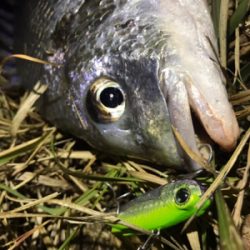 シーバスにキビレ♪