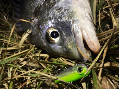 シーバスにキビレ♪