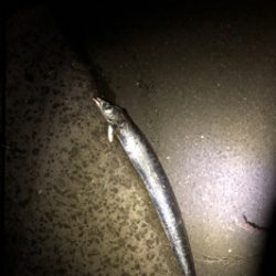 エイはいらない…