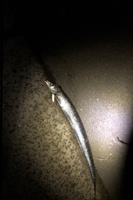 エイはいらない…