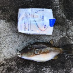 メジナ釣れました