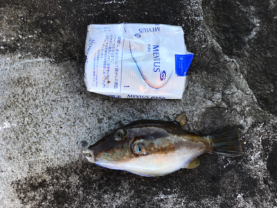 メジナ釣れました