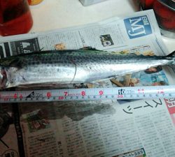 ハマチ渋いねぇ