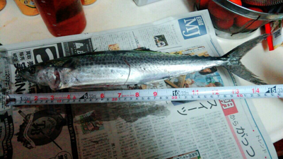 ハマチ渋いねぇ