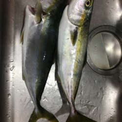 お久しぶりのハマチ