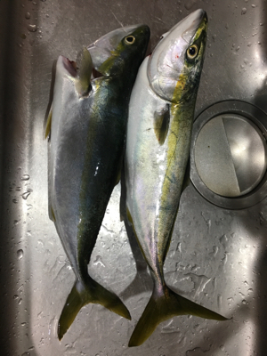 お久しぶりのハマチ