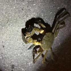 湾奥シーバス終盤？？