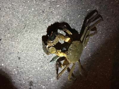 湾奥シーバス終盤？？