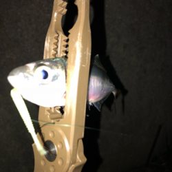 癒しのアジング