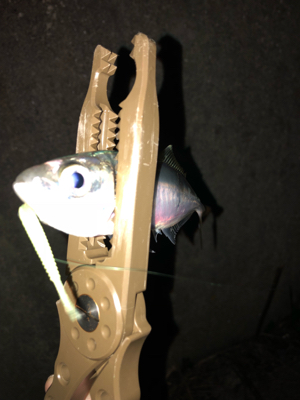 癒しのアジング