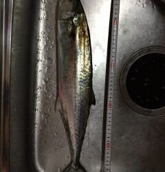 寝起きのサゴシ