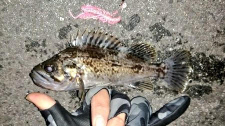 ジギング＆ライトゲーム