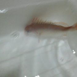 大津港の鰯は？