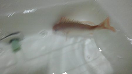 大津港の鰯は？