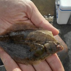 カレイを求めて