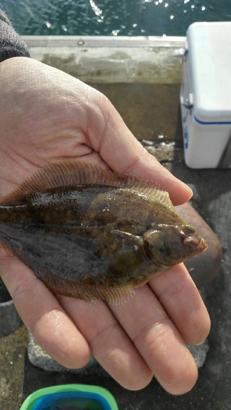 カレイを求めて