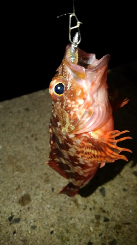 寒くなりました。