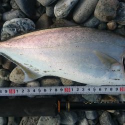 仁淀川河口 ショアジギング ネイリ