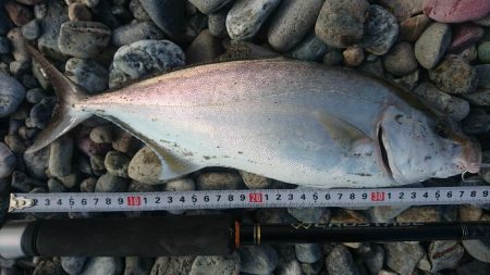 仁淀川河口 ショアジギング ネイリ