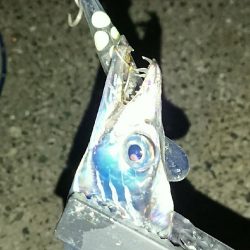 釣り部 釣行記 6