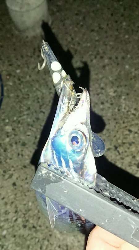 釣り部 釣行記 6