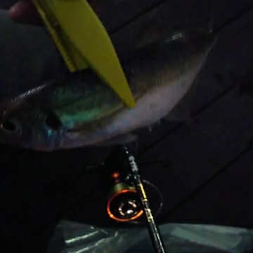 newロッドに鱗付け！