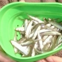 佐仲ダムでワカサギ