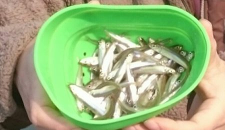 佐仲ダムでワカサギ
