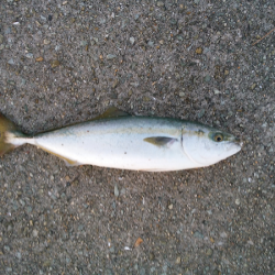 青物のトップゲーム