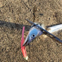 フラップ釣法、中毒性ありです！！