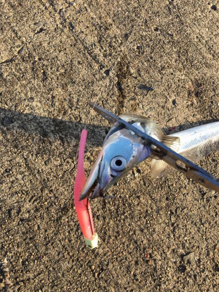 フラップ釣法、中毒性ありです！！