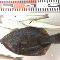 カレイ&落ちギス