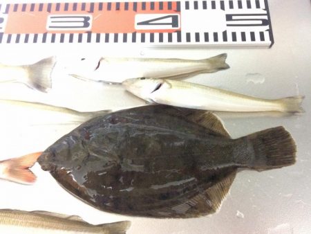 カレイ&落ちギス