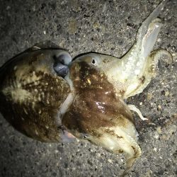 イカ釣り