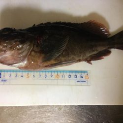 大きいの釣れた