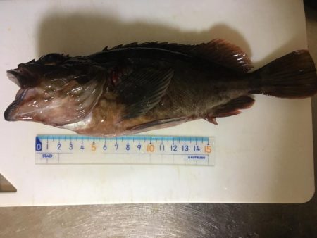 大きいの釣れた