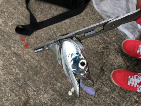 雨にも負けず風にも負けず！