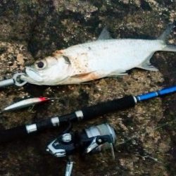 早朝の西表島で太刀魚とターポン