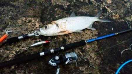 早朝の西表島で太刀魚とターポン