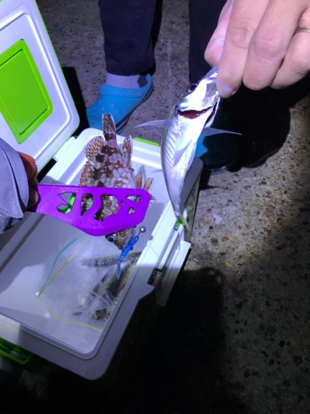 買い物ついでにアジング