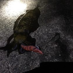 北風後のエギング