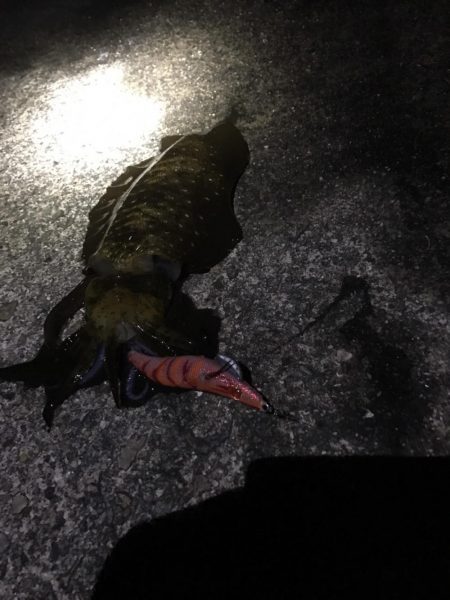 北風後のエギング