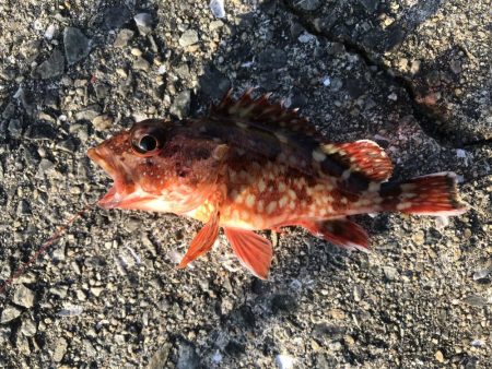 平磯は、風が冷たいです。