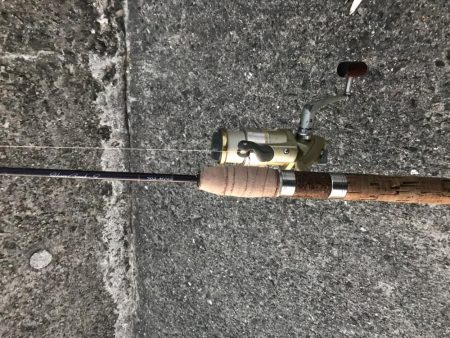 サイズダウンしてますが入れ食い