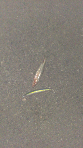 マイワシボイルで