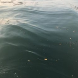 ホームでタチウオ