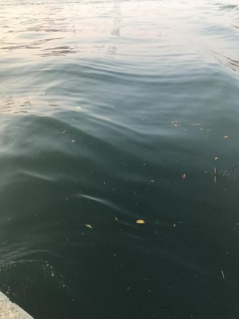 ホームでタチウオ