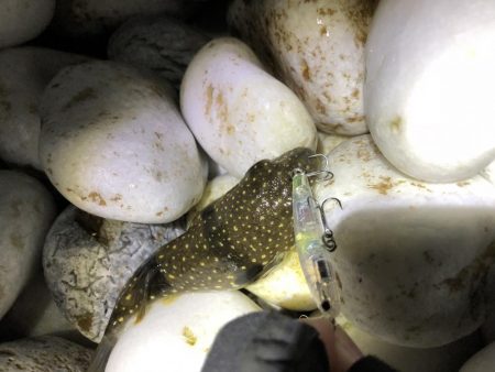 やっぱメバちゃん